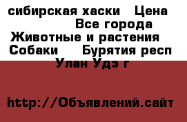 l: сибирская хаски › Цена ­ 10 000 - Все города Животные и растения » Собаки   . Бурятия респ.,Улан-Удэ г.